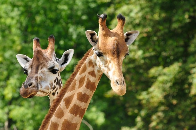 Giraffe Center