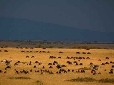 Maasai Mara