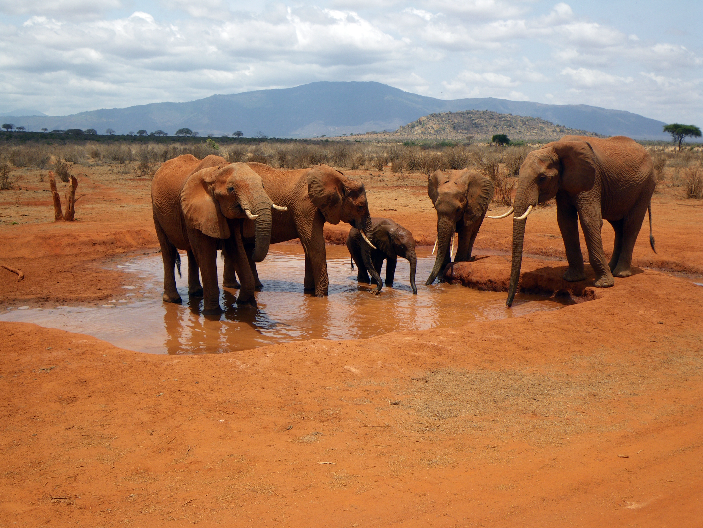 Esplorando la vastità dello Tsavo Est