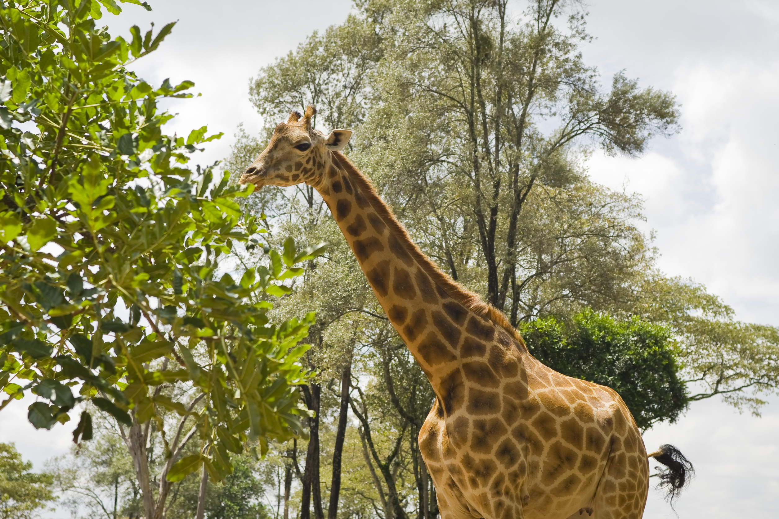 Centro di conservazione delle giraffe