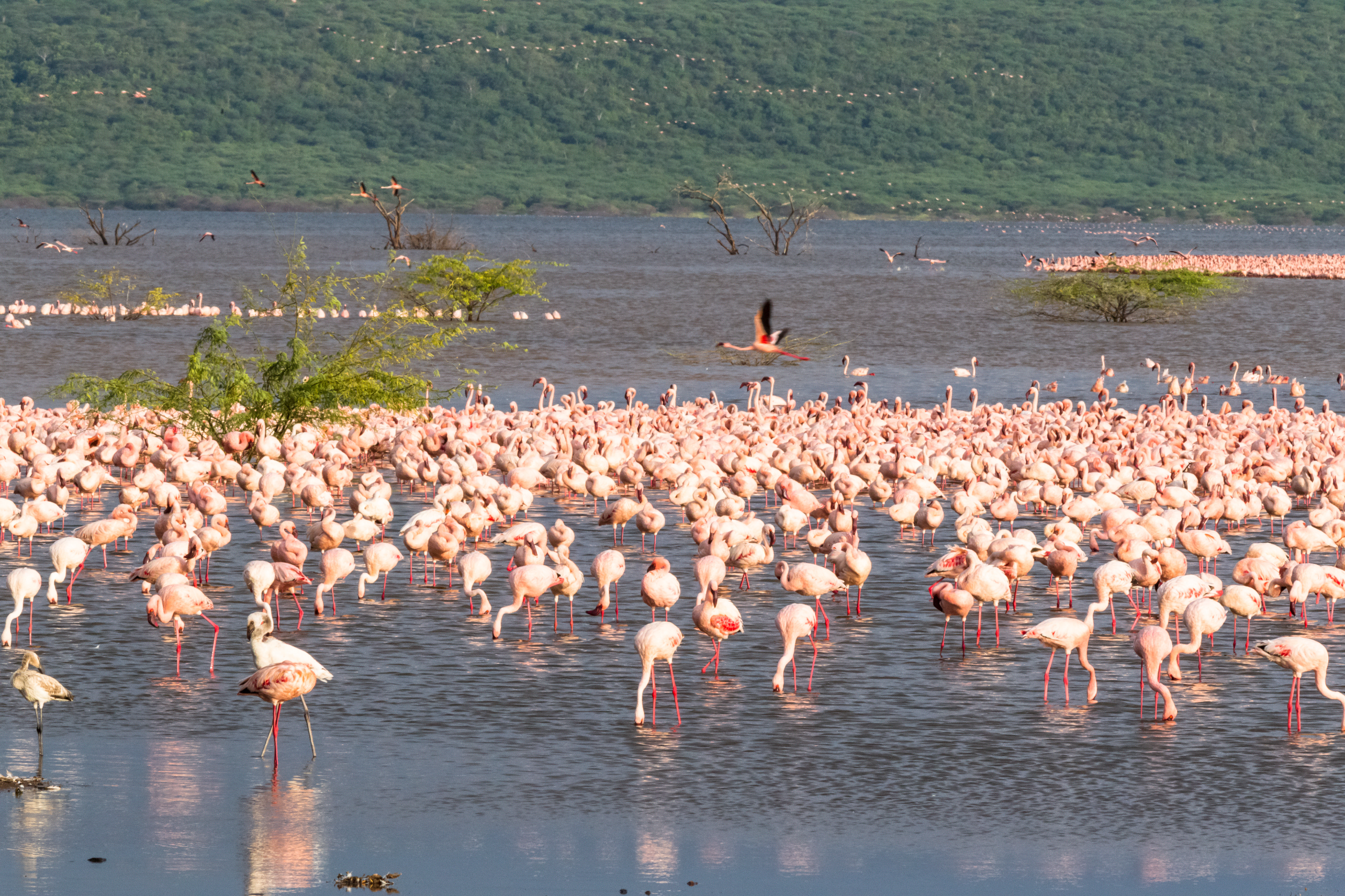 Lake Nakuru National Park