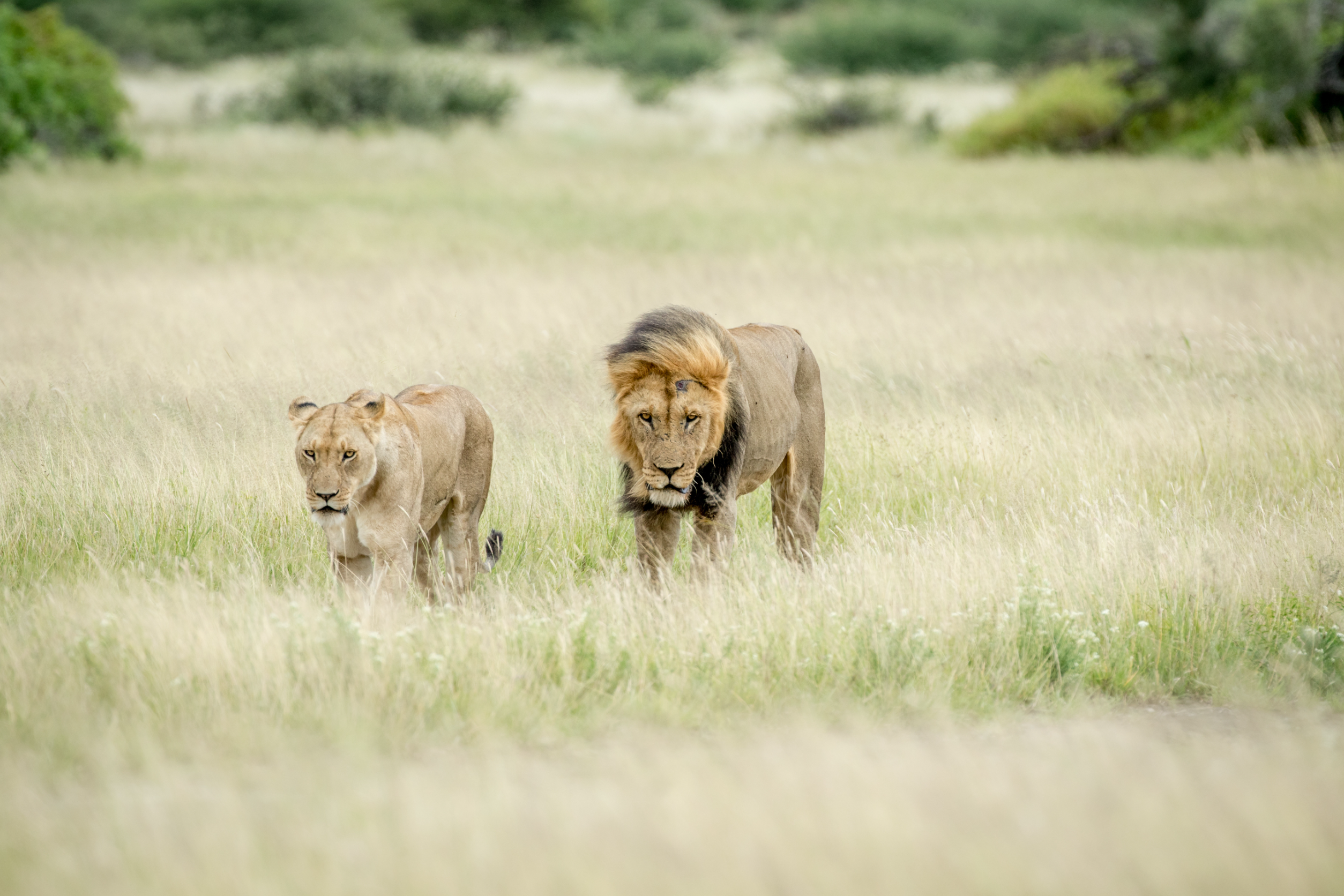 Riserva nazionale Masai Mara